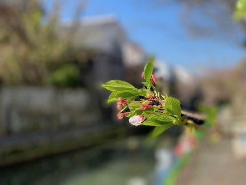 iPhone XSのポートレートモードで撮影した花の写真